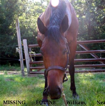MISSING EQUINE William, Near Russelville , AL, 35654